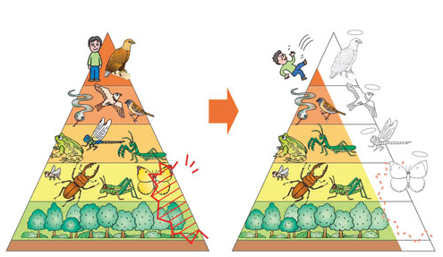 生態系ピラミッド